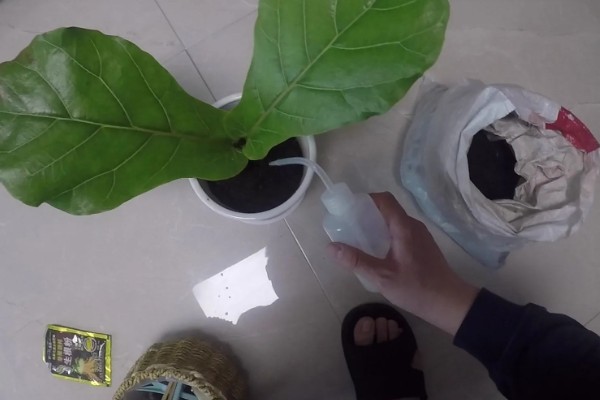 琴叶榕的养殖方法,喜欢在暖热的地方生长