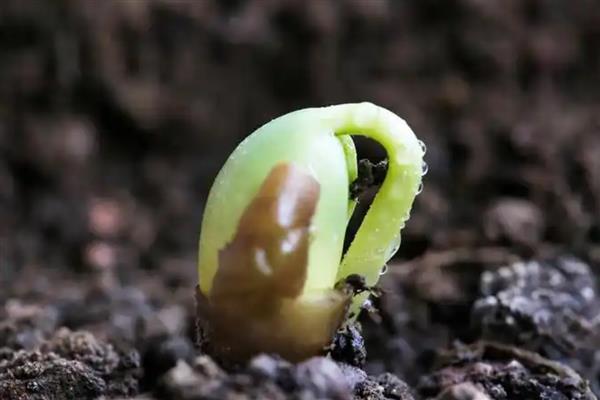 种子萌发的主要条件，首先需要充足的水分