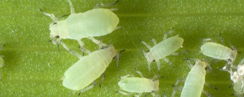 蚜虫害怕什么，害怕食蚜蝇、瓢虫等