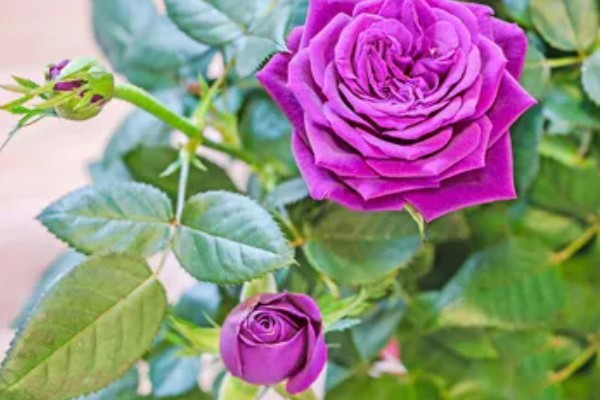 紫玫瑰的花语是什么,寓意忧郁梦幻、庄严肃穆等