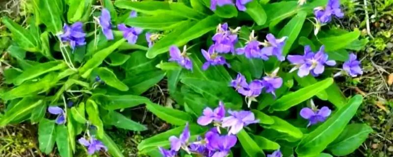 地丁的开花时间，在3月中旬至5月中旬