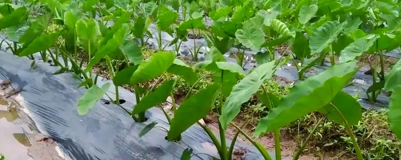 芋头的高产栽培技术，适合生长在较为肥沃的环境中