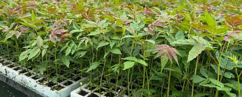 香椿如何育种，可以用福尔马林溶液浸泡20分钟
