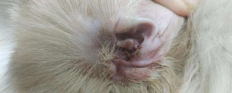 猫咪耳部的护理工作，要定期清洁耳部