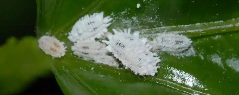 介壳虫用什么药，可喷施氧化乐果