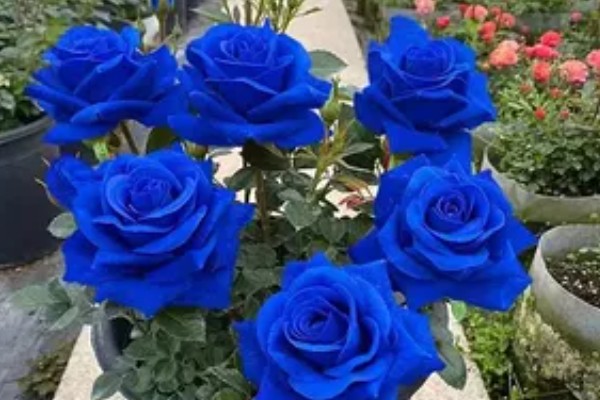 蓝玫瑰和满天星的花语,寓意清纯的爱