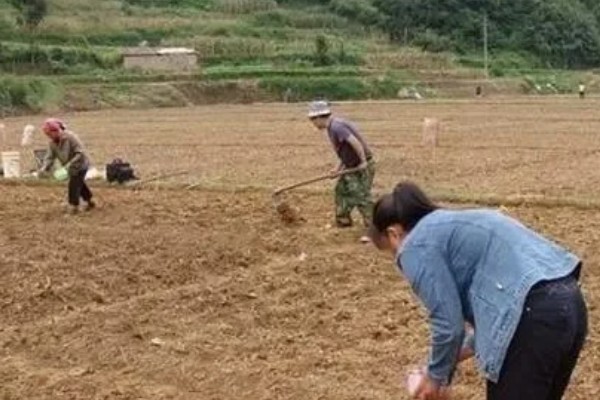 甜高粱牧草的种植技术,播种时间通常在开春后或麦收后