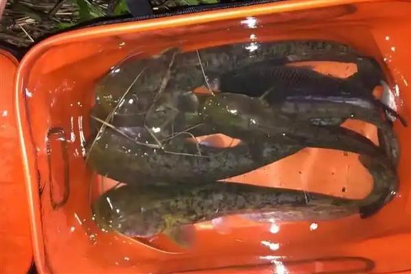 钓鲶鱼的方法，可手竿底钓、海竿底钓等