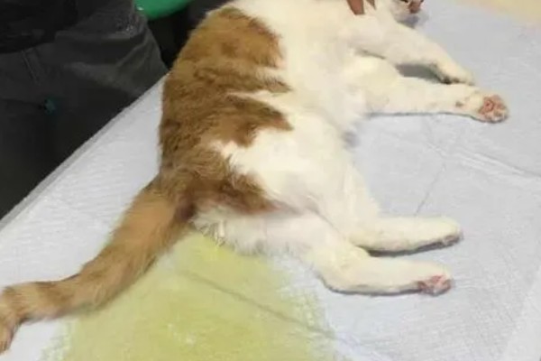 猫尿失禁如何治疗,根据猫咪的情况使用药物