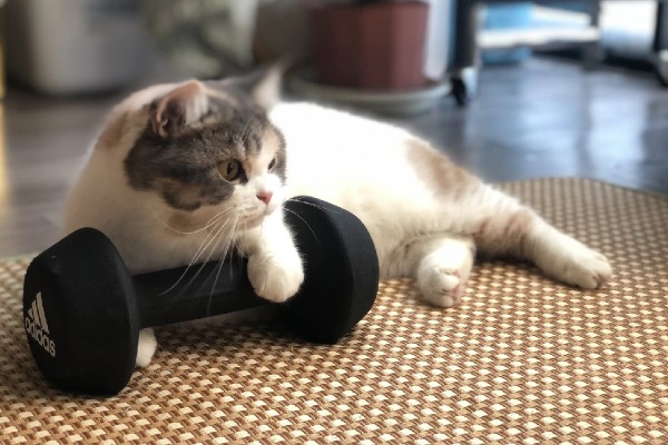 猫尿失禁如何治疗,根据猫咪的情况使用药物