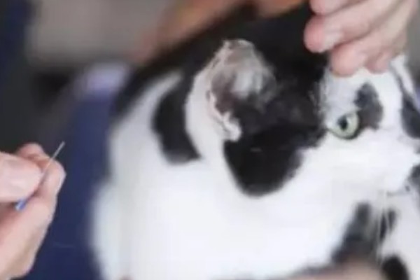 猫尿失禁如何治疗,根据猫咪的情况使用药物