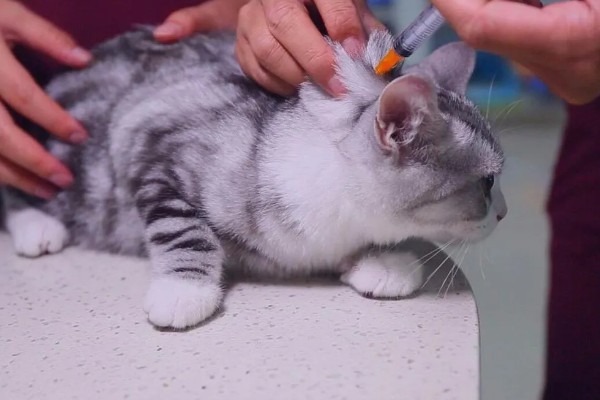 猫尿失禁如何治疗,根据猫咪的情况使用药物