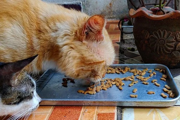猫尿失禁如何治疗,根据猫咪的情况使用药物