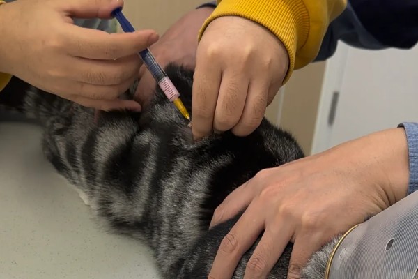 猫尿失禁如何治疗,根据猫咪的情况使用药物