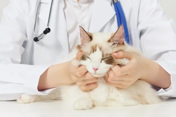猫尿失禁如何治疗,根据猫咪的情况使用药物