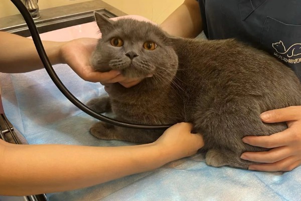 猫尿失禁如何治疗,根据猫咪的情况使用药物