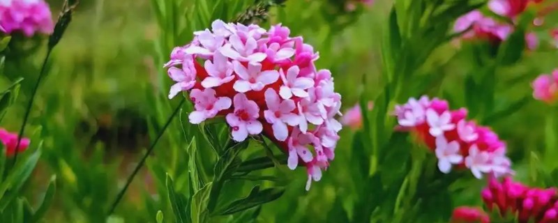 狼毒花简介，是多年生草本植物