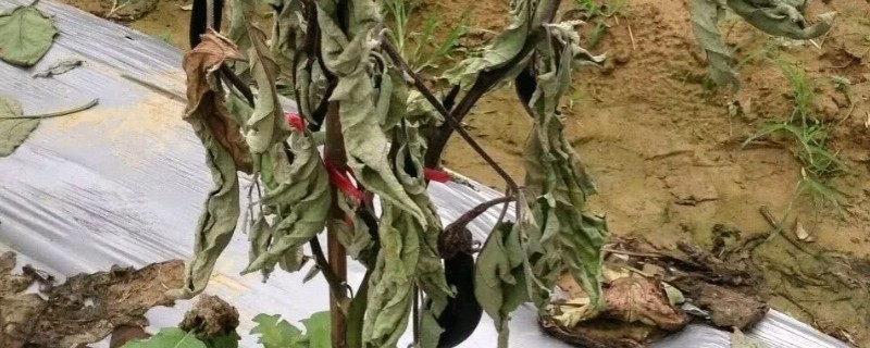 茄子枯萎病怎么防治，发病初期喷施多菌灵等药剂