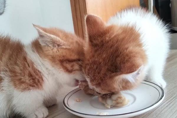猫咪能吃生骨肉吗,可以吃但不能经常饲喂