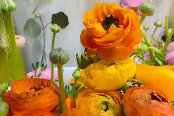 洋牡丹的花语,寓意富贵吉祥、幸福美满等