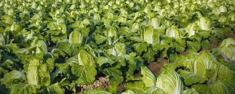 种白菜怎么防腐烂，平时不可大水漫灌