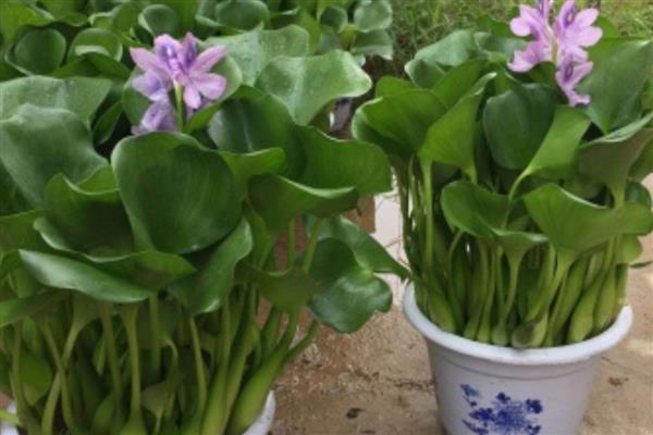 水葫芦可以养在室内吗,可以养在室内