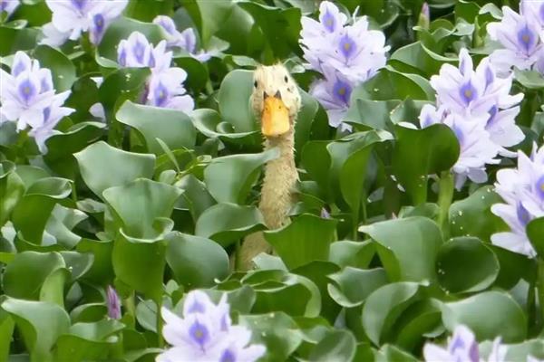 水葫芦可以养在室内吗,可以养在室内