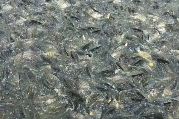 罗非鱼是海鱼吗,属于河鱼