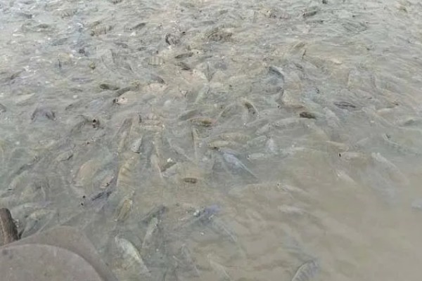 罗非鱼是海鱼吗,属于河鱼