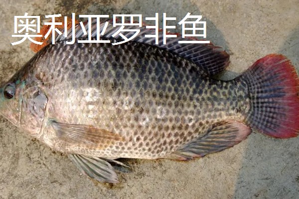 罗非鱼是海鱼吗,属于河鱼