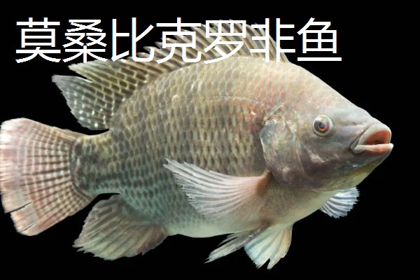 罗非鱼是海鱼吗,属于河鱼