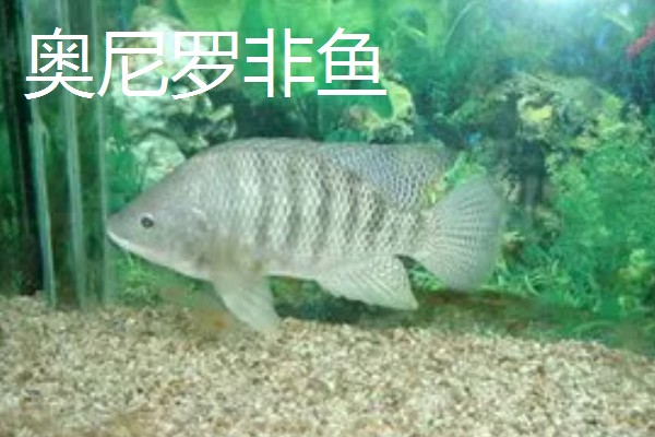 罗非鱼是海鱼吗,属于河鱼