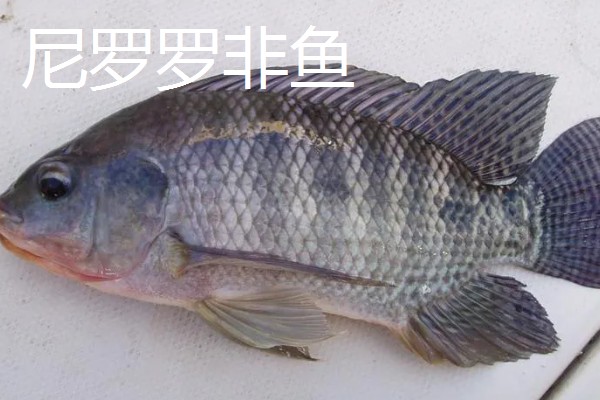 罗非鱼是海鱼吗,属于河鱼