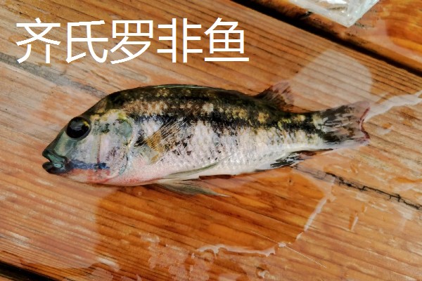 罗非鱼是海鱼吗,属于河鱼
