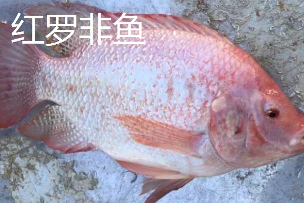 罗非鱼是海鱼吗,属于河鱼
