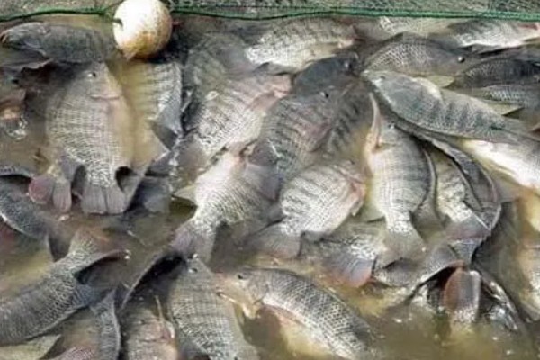 罗非鱼是海鱼吗,属于河鱼