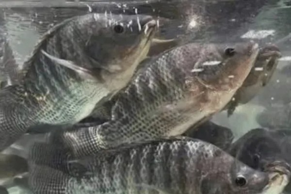 罗非鱼是海鱼吗,属于河鱼