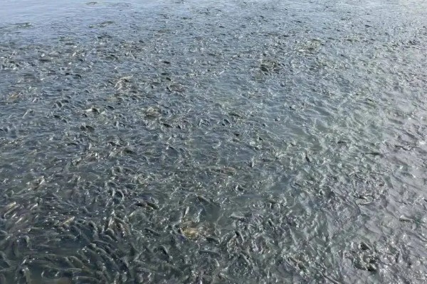 草鱼会产卵吗，外界环境适宜便会产卵