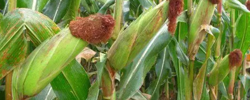 玉米的种植方法，株距保持在65厘米