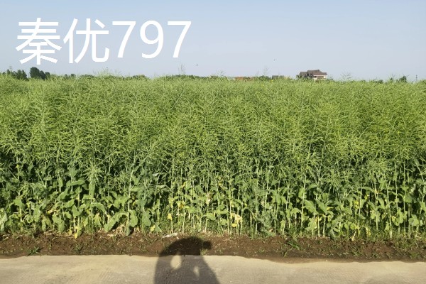 高产的油菜品种,有秦优797、中油杂501等