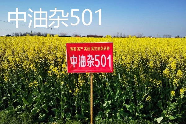 高产的油菜品种,有秦优797、中油杂501等