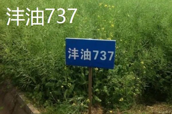 高产的油菜品种,有秦优797、中油杂501等