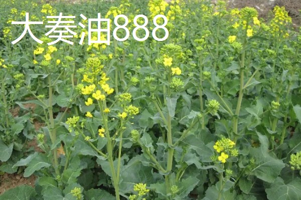 高产的油菜品种,有秦优797、中油杂501等