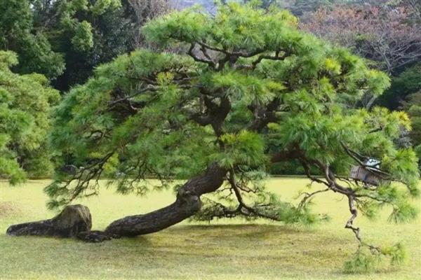 松树有什么作用，具有美化环境、净化空气等价值