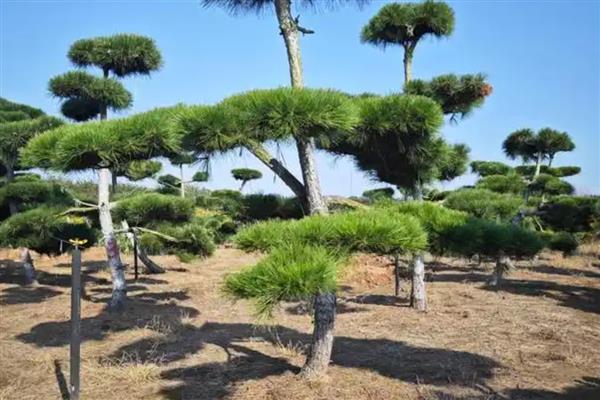 松树有什么作用，具有美化环境、净化空气等价值