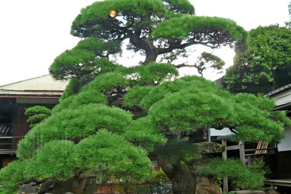 松树有什么作用，具有美化环境、净化空气等价值