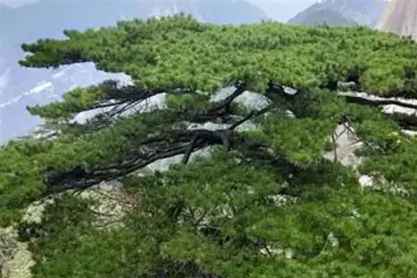 松树有什么作用，具有美化环境、净化空气等价值