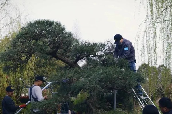 盆栽松树有哪些种类,推荐针柏、黑松等