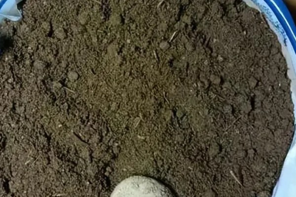 盆栽松树有哪些种类,推荐针柏、黑松等