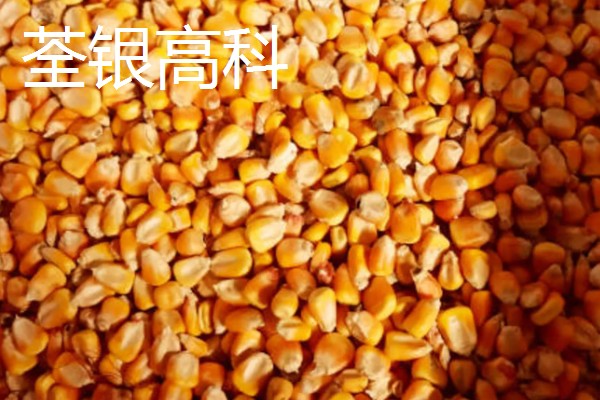 玉米种子什么品种好,推荐荃银高科、奥瑞金等